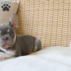 Buddy, French Bulldog Puppy